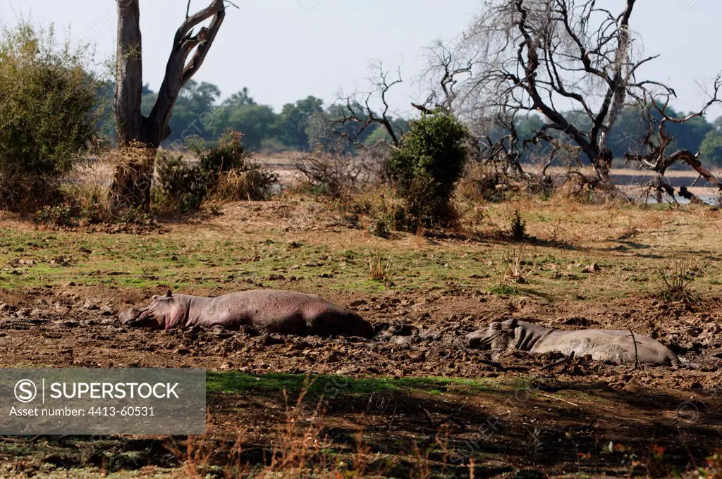 Hippopotamuses resting in the mud South Luangwa Zambia