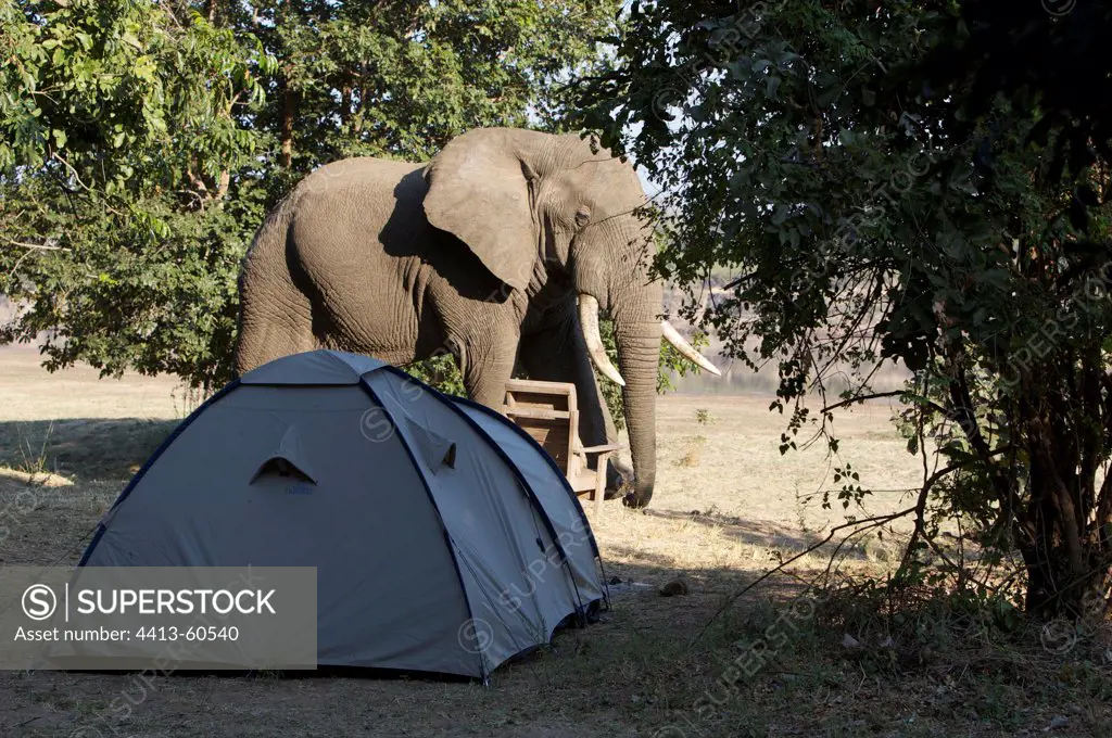 African Elephant in a camp Mfuwe area Zambia