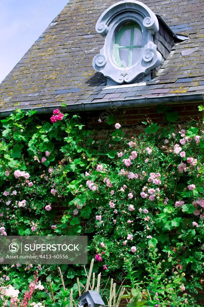 Climbing rose-tree on a house at garden Jardins d'Angélique