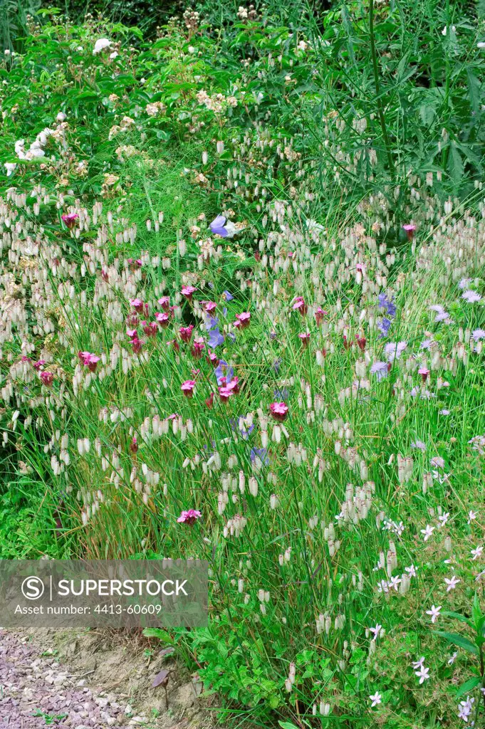 Quakinggrass and perennials Garden Jardins de Valériane