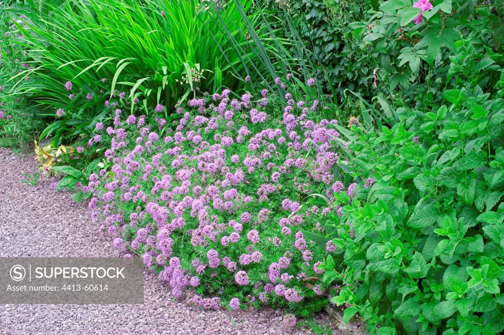 Crosswort in bloom in a garden
