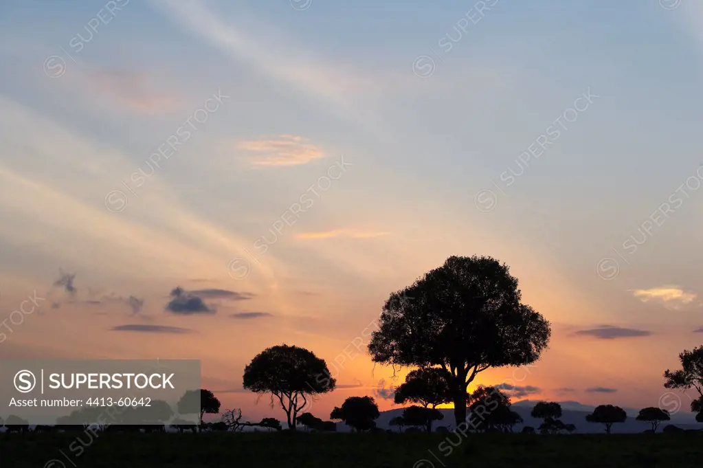 Silhouettes of Trees at dusk Masai Mara Kenya