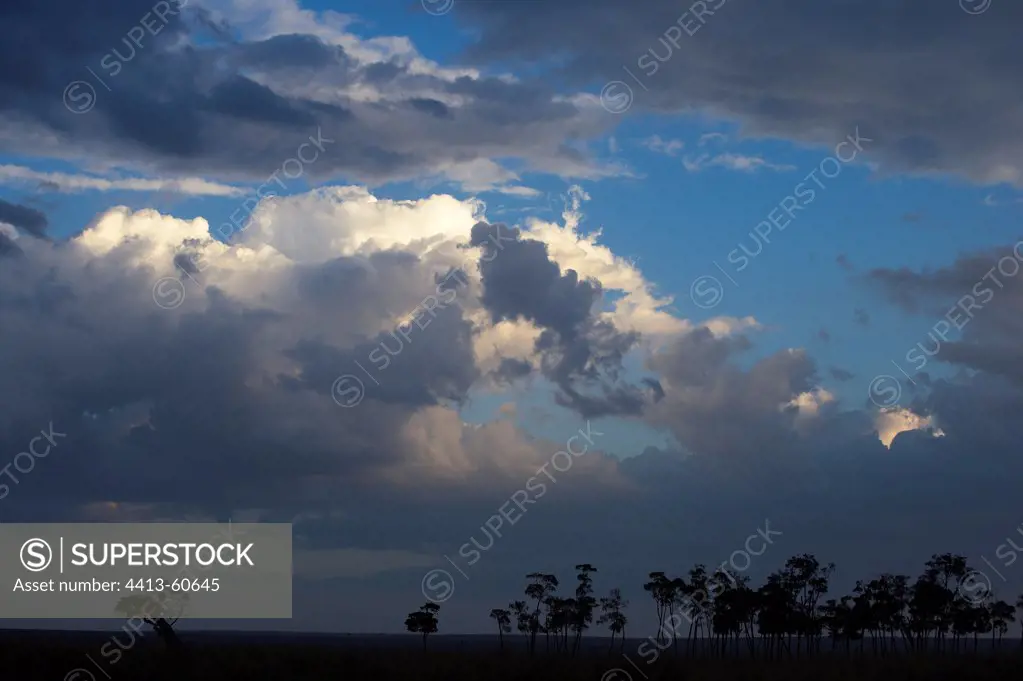 Silhouettes tree and rain cloudsMasai Mara Kenya