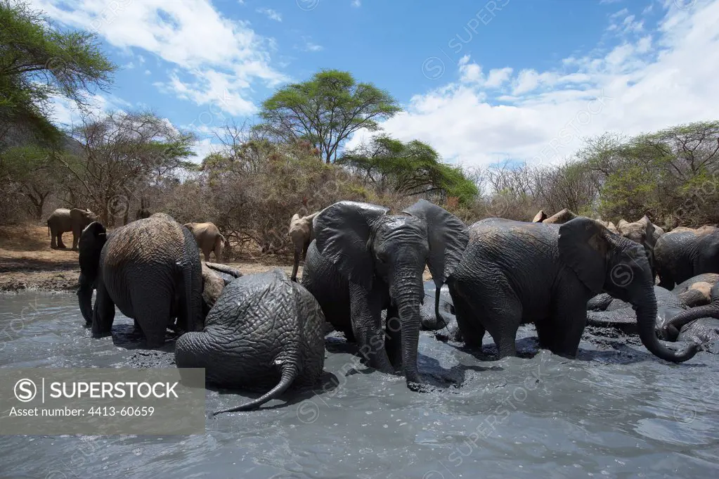 Elephants from the Elephant Orphanage of SheldrickKenya