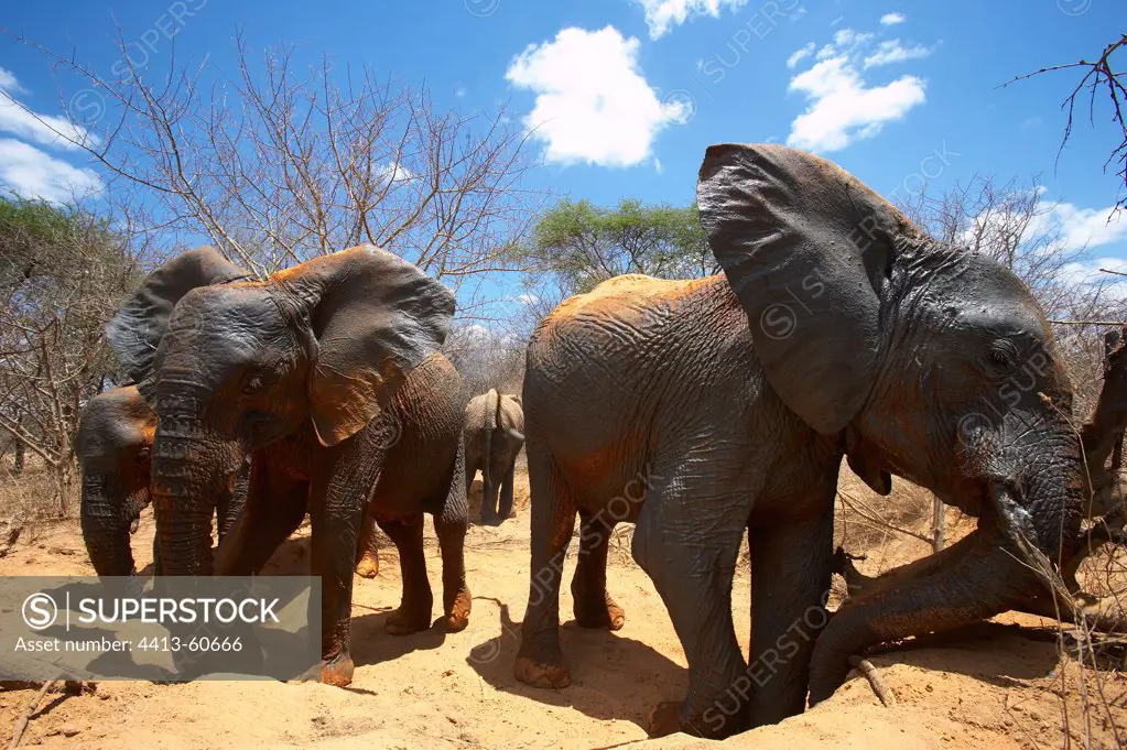 Elephants from the Elephant Orphanage of SheldrickKenya