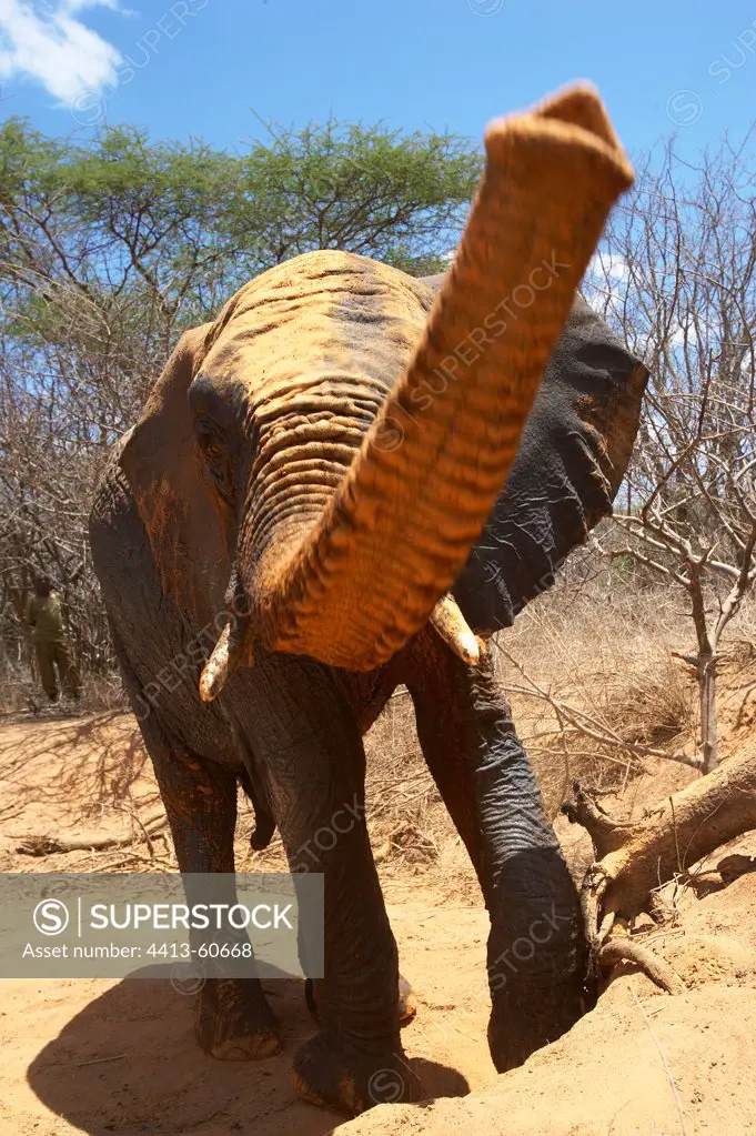 Elephant from the Elephant Orphanage of SheldrickKenya