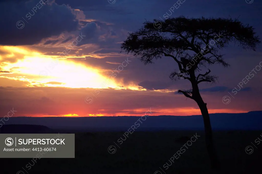 Leopard in a tree at sunset Masai Mara Kenya