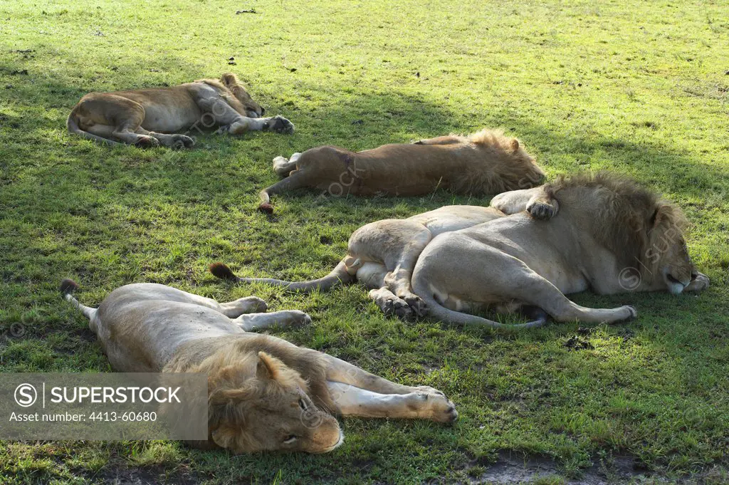 Troop Lions rest Masai Mara Kenya
