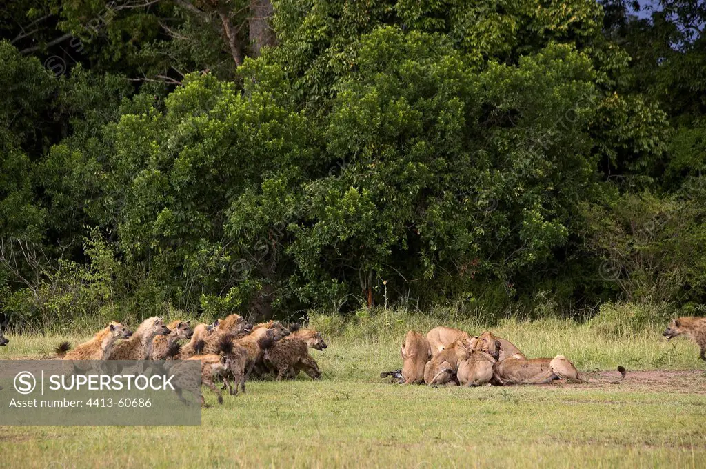 Hyenas harassing Lions eating a prey Masai Marakenya