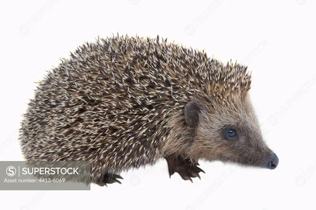 Hedgehog in studio