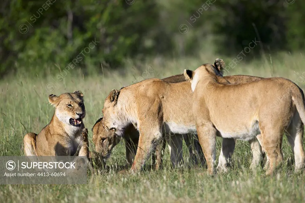 Lionesses smelling a cub killed by a Lion Masai Mara
