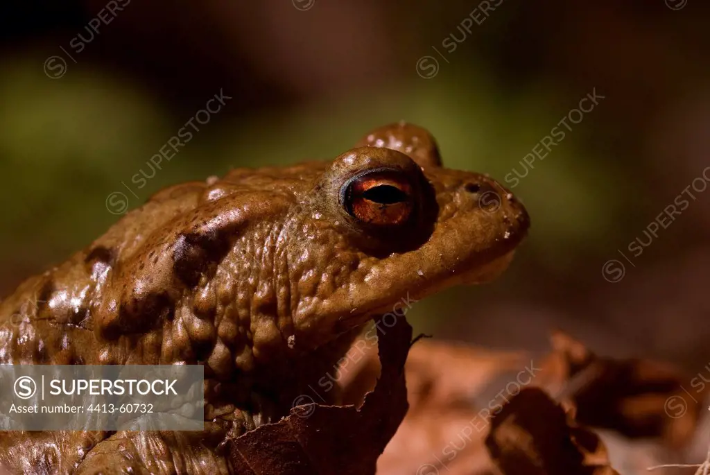 Common toad in breeding season