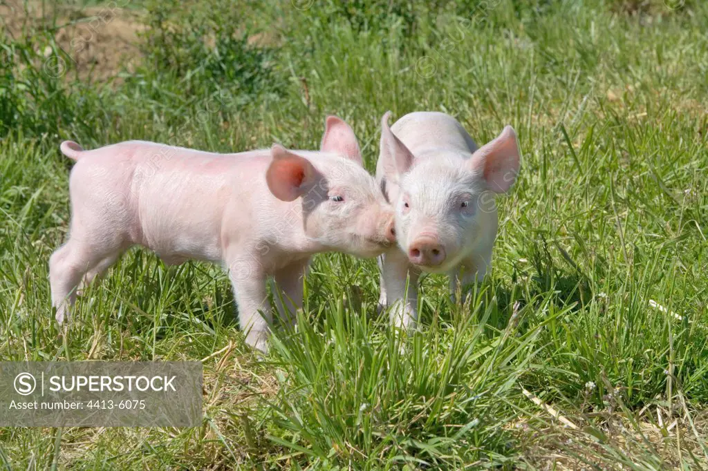 Piglets in grass France