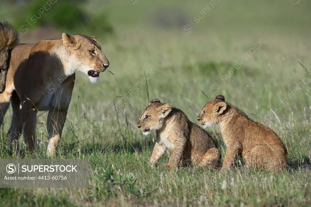 Lion threatening a Lion Cub Masai Mara Kenya