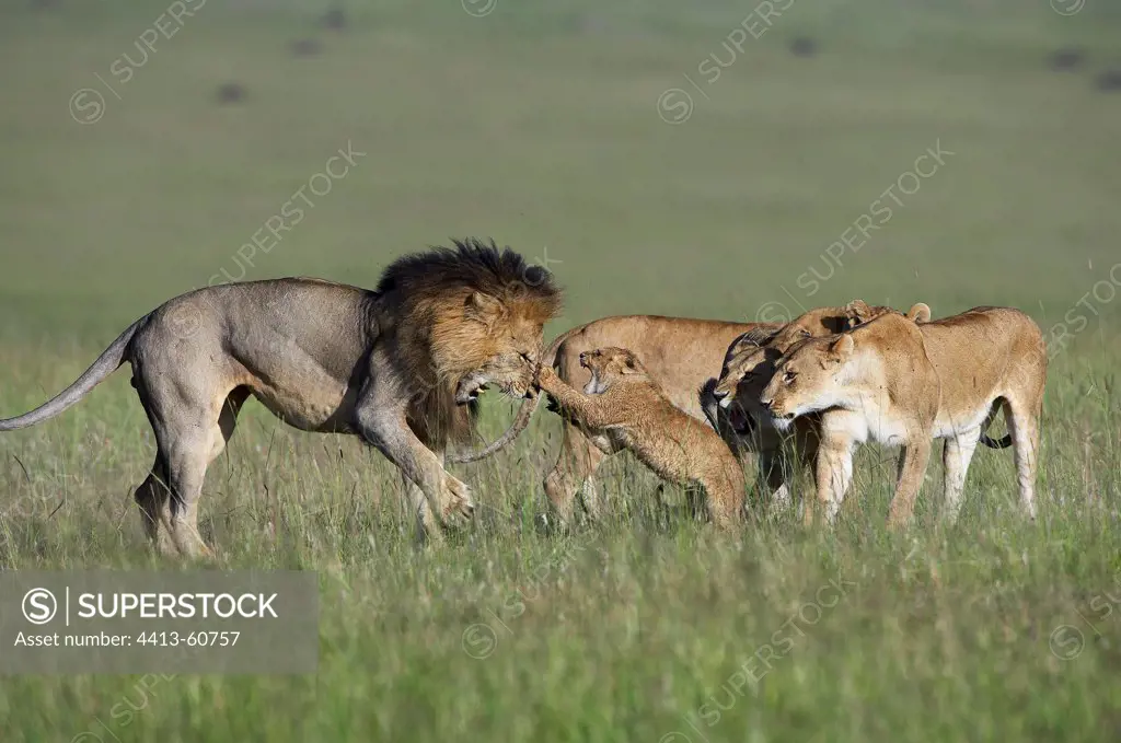 Lion attacking a cub of troupe Masai Mara Kenya