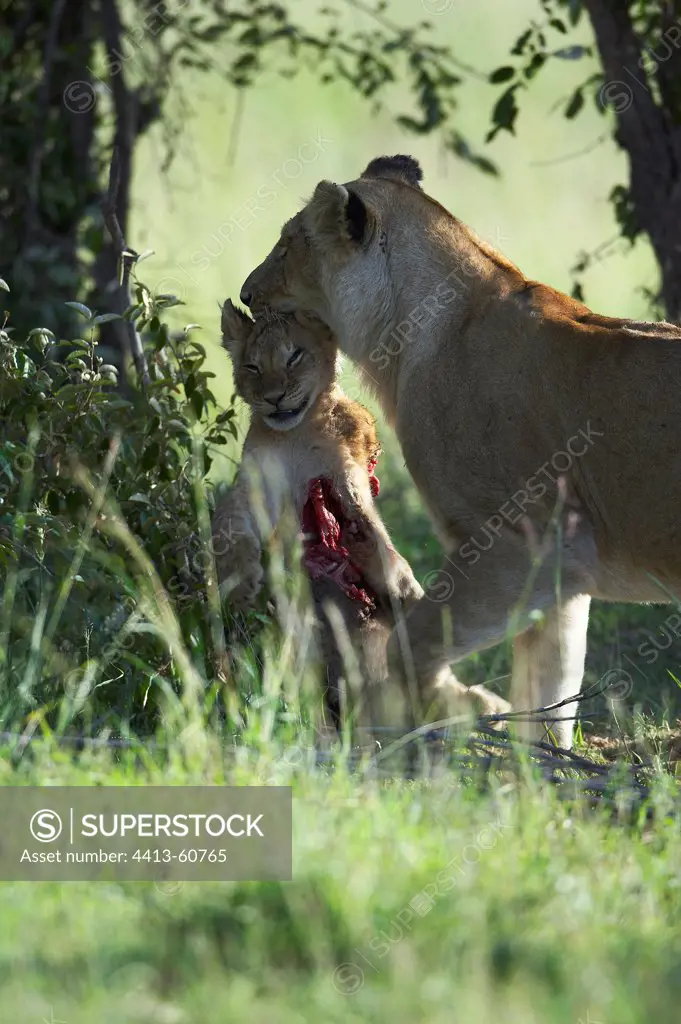 Lioness carrying her cub killed by a lion of troupeKenya