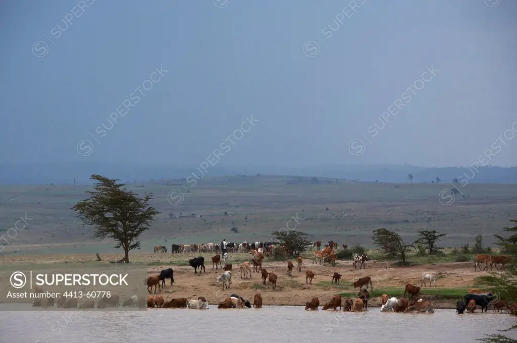 Cattle drinking on the river Masai Mara Reserve Kenya