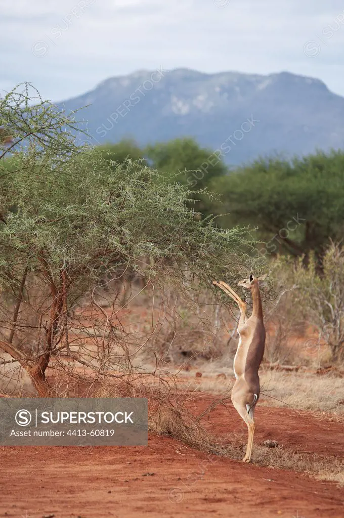 Gerenuk eating the foliage of a tree Tsavo East Kenya