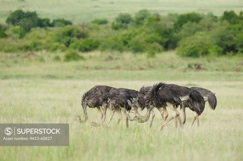 Maasai Ostrich feed Masai Mara Reserve Kenya