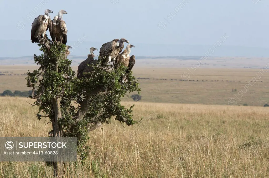White-backed vultures resting Masai Mara Reserve Kenya