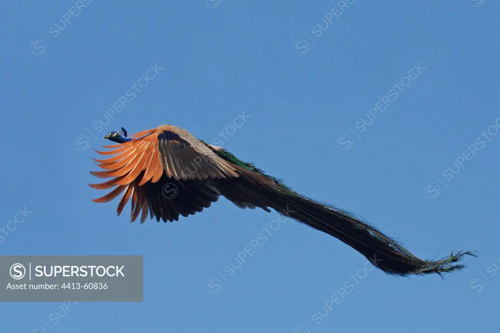 Peacock male flying