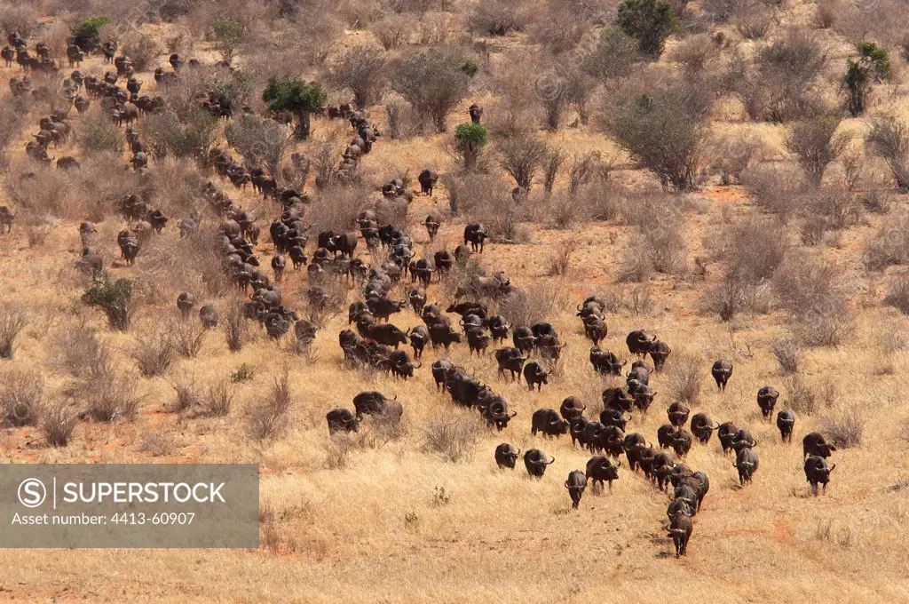 Cape buffaloes moving in the savannah Tsavo Kenya