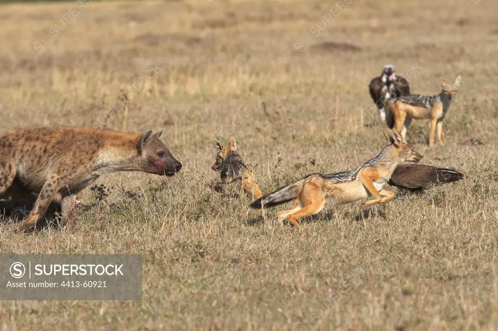Hyena harassed a Jackal for stolen his prey Masai Mara