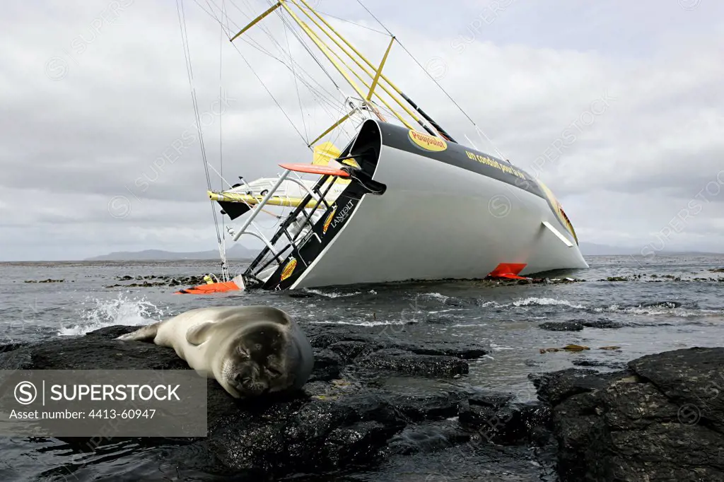 Antarctic Fur Seal and boat failed Kerguelen Islands TAAF