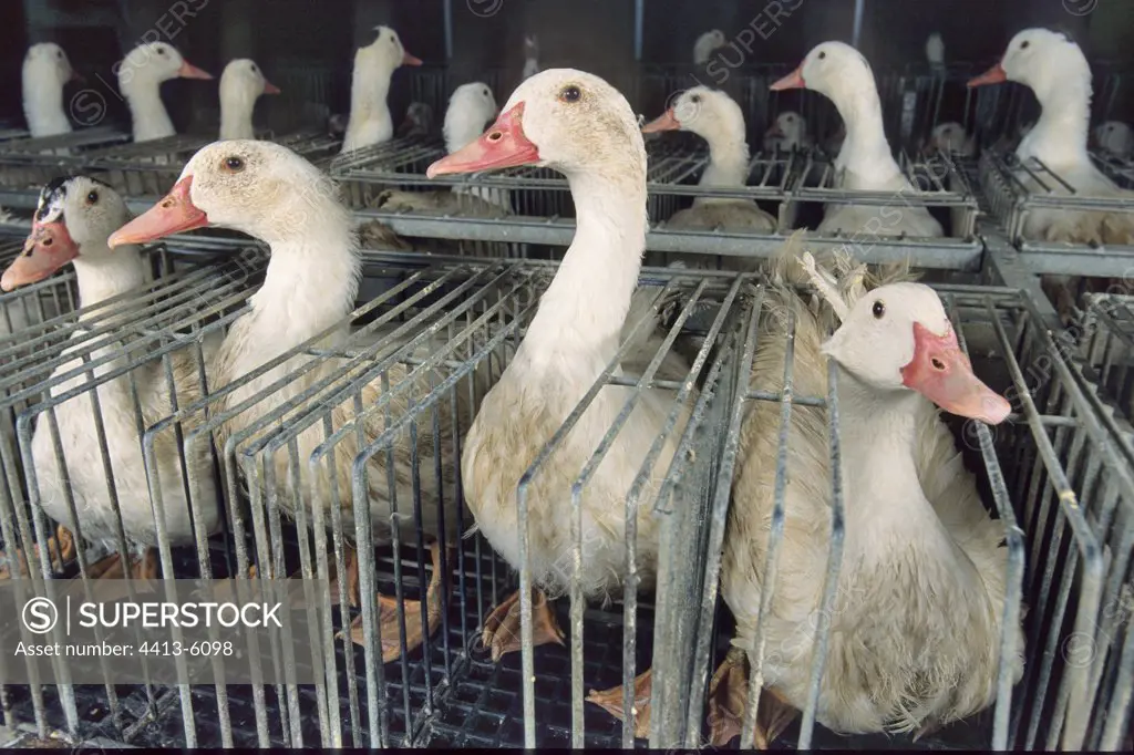 Mulard ducks breeding for the production of foie gras France