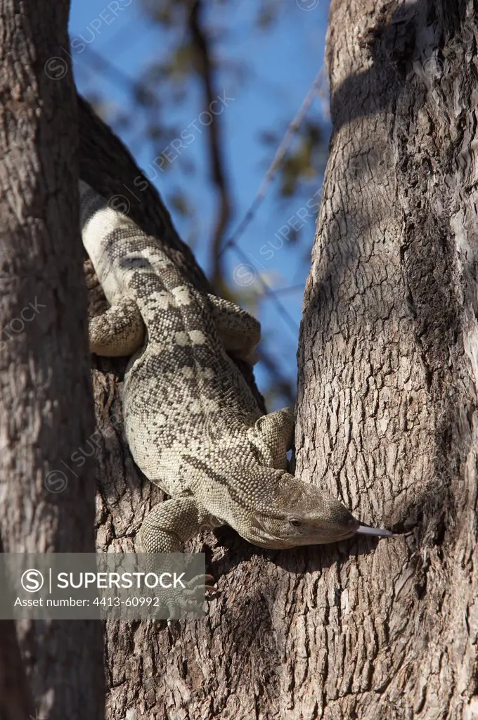 Savannah monitor lizard hunting in a tree Botswana