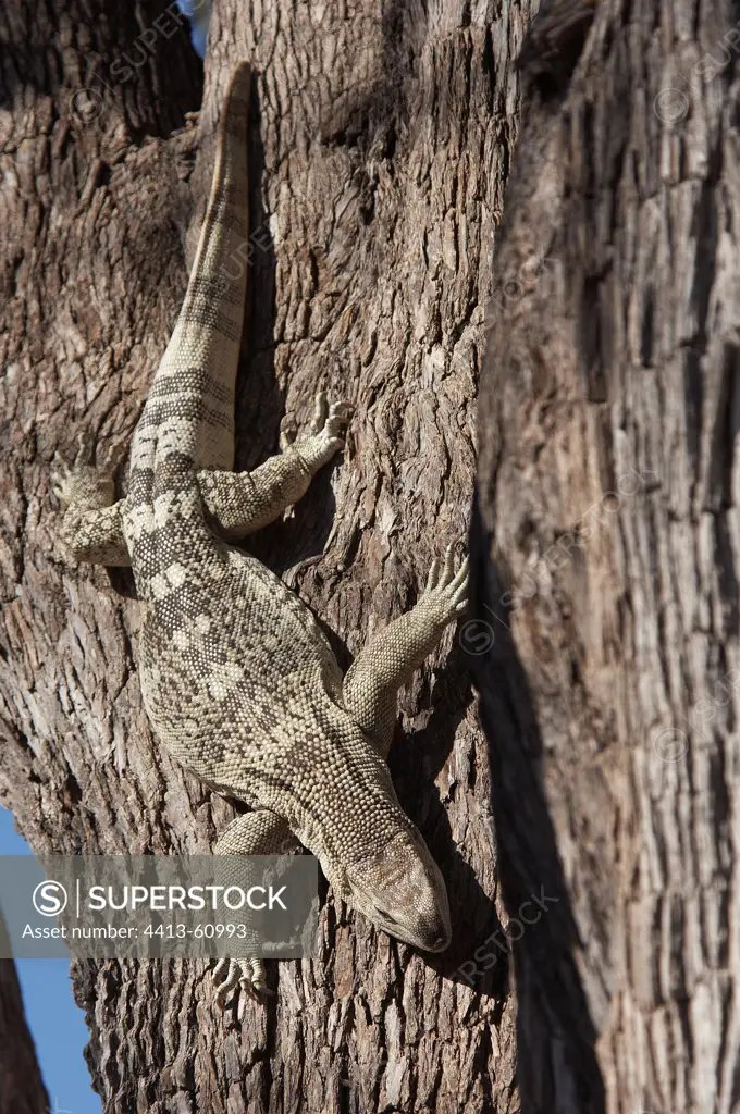 Savannah monitor lizard going down along a tree Botswana