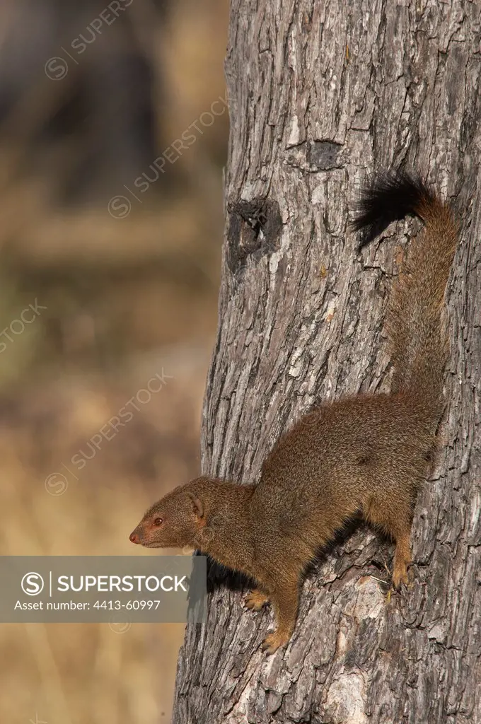 Slender Mongoose in trunck Botswana