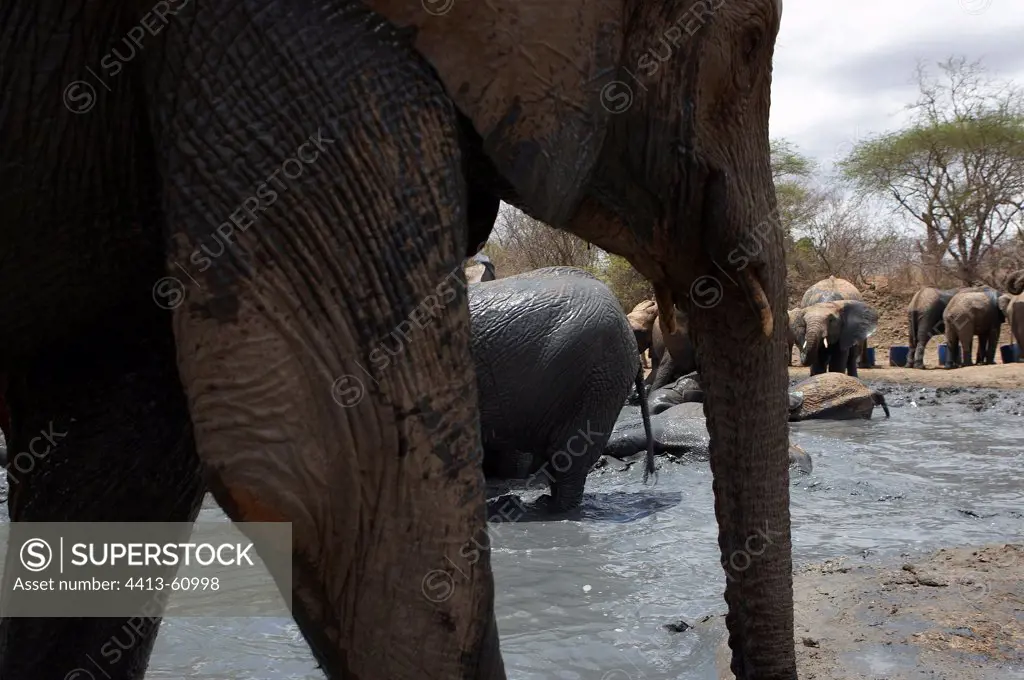 Elephants from the Elephant Orphanage of Sheldrickin mud