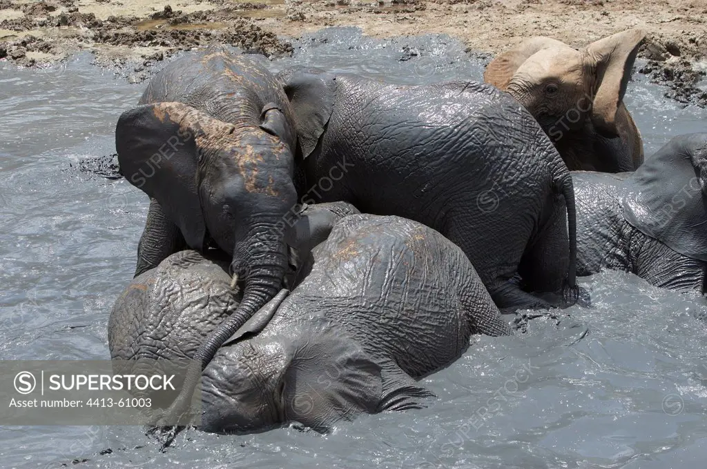 Young African Elephants playing in the mud Tsavo Kenya