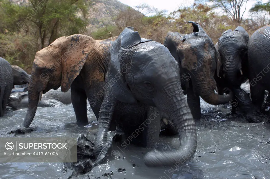 Young African Elephants playing in the mud Tsavo Kenya
