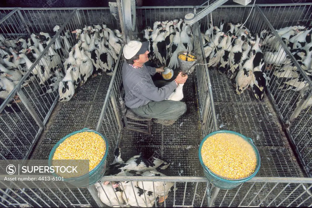 Mulard ducks force-fed for the production of foie gras