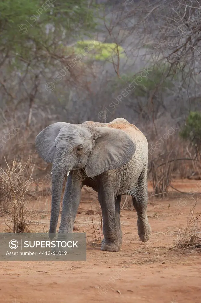 African elephant walking in the savannah Tsavo Kenya