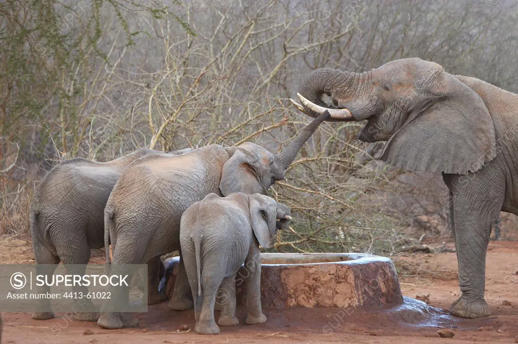 African Elephants drinking in artificial water point Tsavo