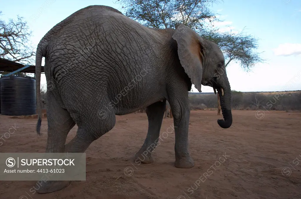 African Elephant resting Tsavo Kenya