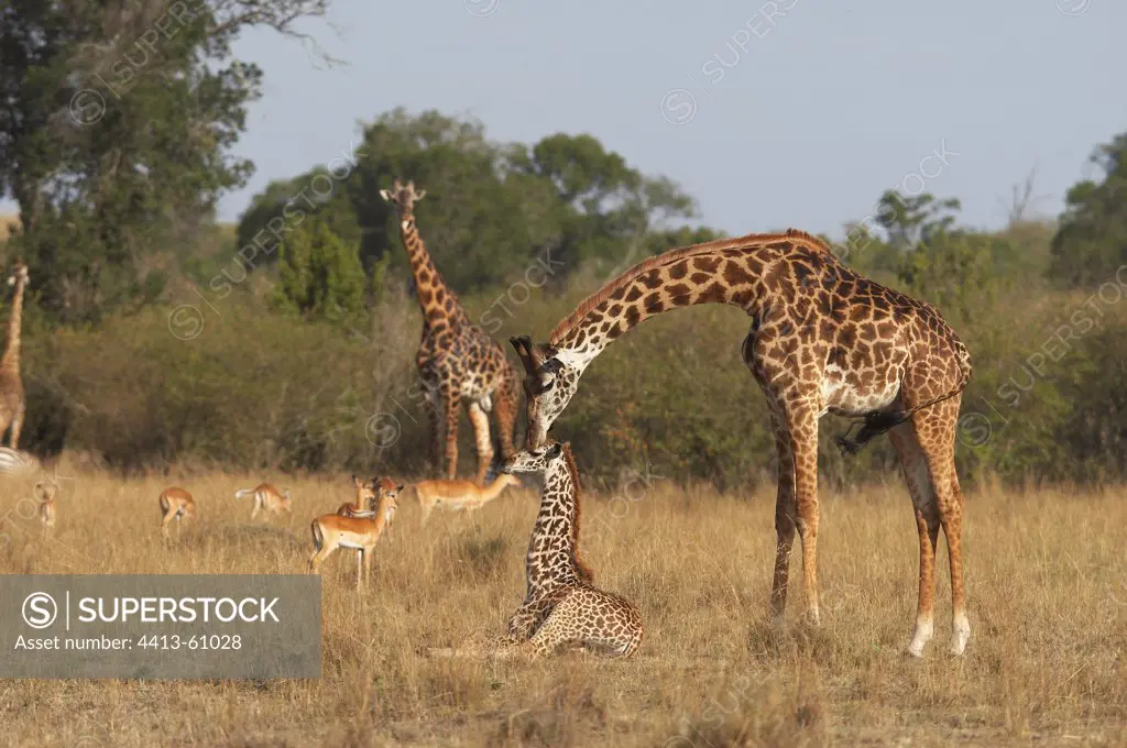 Masai Giraffe licking her young Masai Mara Kenya