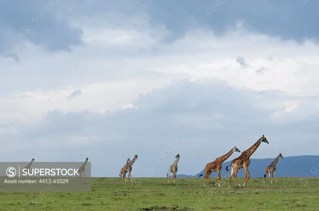 Masai giraffes moving in the savannah Masai Mara Kenya