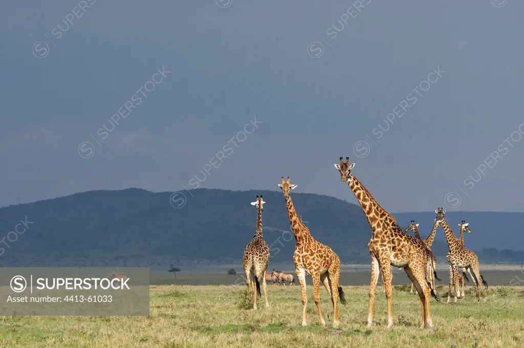 Masai giraffes in the savannah Masai Mara Kenya