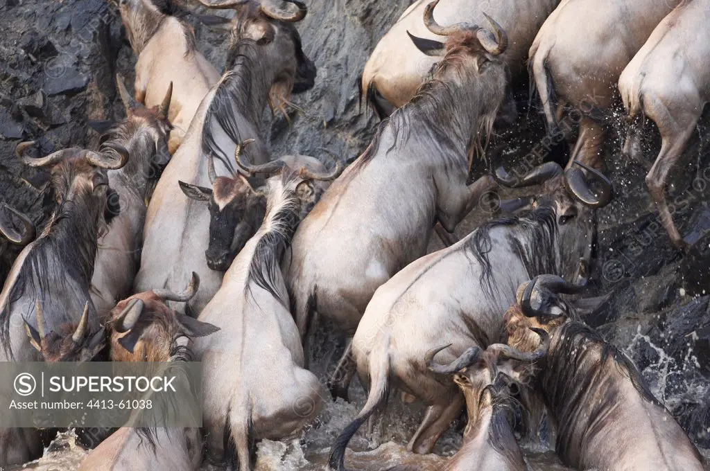 Wildebeest climbing onto the bank after crossingthe river