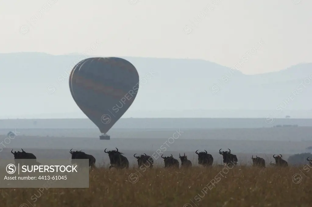White-bearded Wildbeast migration and air-balloon Masaï Mara
