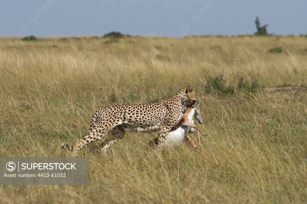 Cheetah carrying a prey on the savanna Masai Mara Kenya