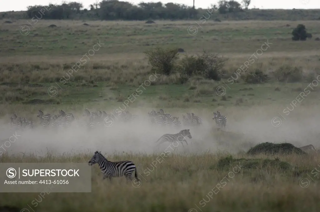 Cheetah frightening a herd of Zebras Masai Mara Kenya