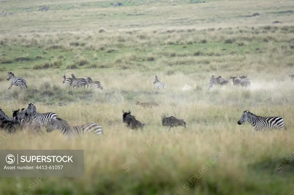 Cheetah frightening zebras and Wildebeests Masai Mara