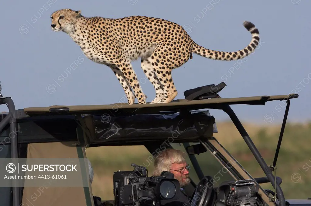Cheetah urinating on a vehicle vision Masai Mara Kenya