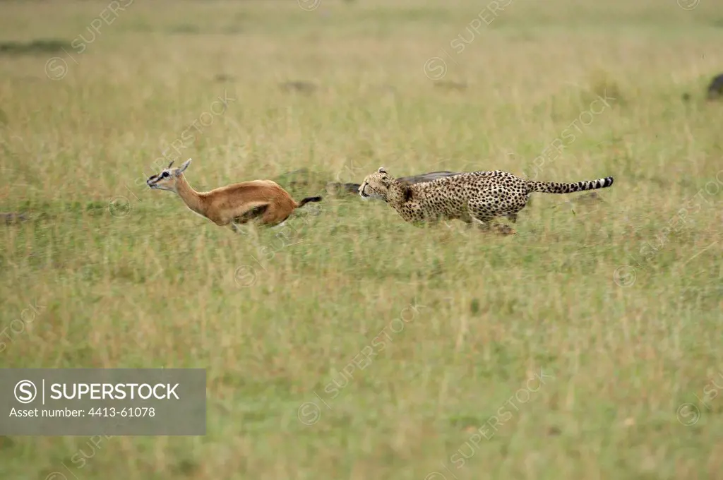 Cheetah pursuing a Grant's gazelle Maasai Mara Kenya