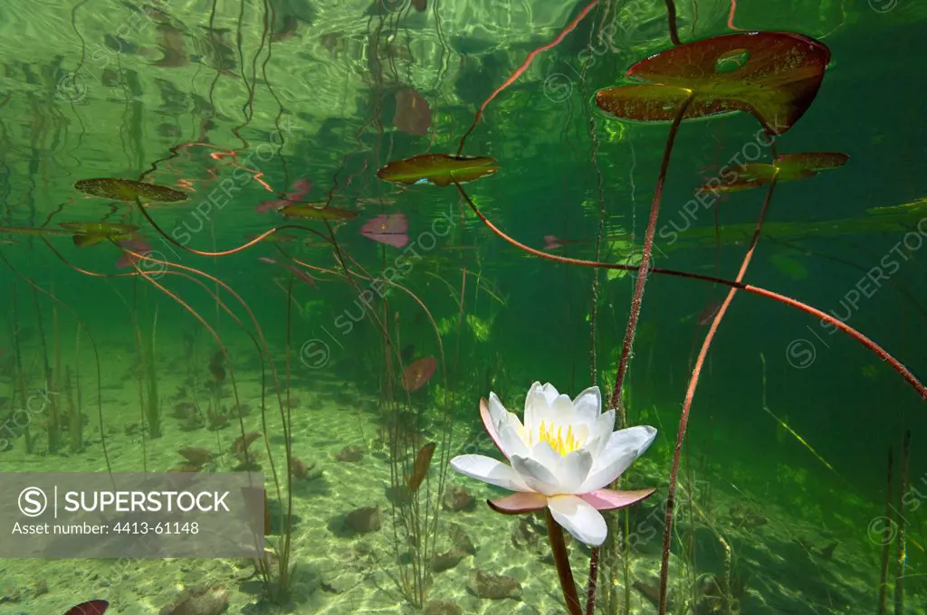 Withe Water Lily Flowers Lake of Jura France